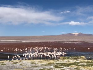 ラグーナ・コロラダ　ボリビアの標高４２００ｍほどに位置する赤い湖
