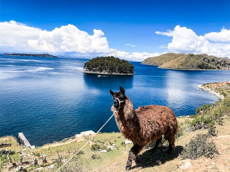 南米　ボリビアのチチカカ湖のコパカバーナとアルパカ