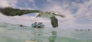 ガラパゴス諸島イザベラ島のペンギンとアオアシカツオドリ