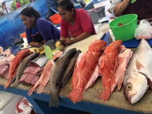 ガラパゴス諸島　サンタクルス島の魚市場