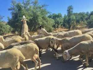 クレタ島の羊